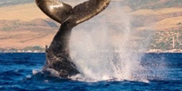 Суда смогут избежать столкновения с китами благодаря приложению к iPad