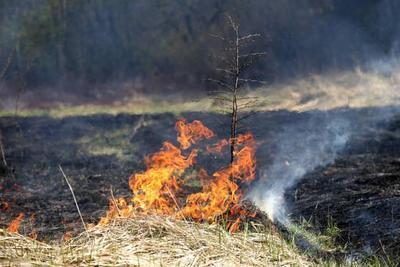 Из-за тёплой погоды в Приморье выросла опасность лесных пожаров