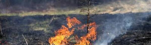 Из-за тёплой погоды в Приморье выросла опасность лесных пожаров