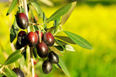 Глобальное потепление повысит урожай оливковых ферм Средиземноморья