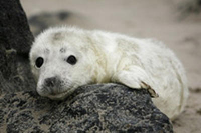 Охотники в Приморье нашли потерявшегося тюлененка