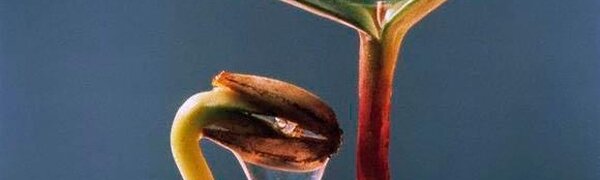 Жители 3 районов Приморья могут потерять урожай из-за переувлажнения почвы