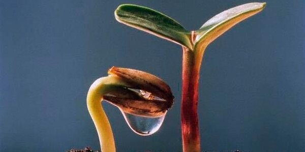 Жители 3 районов Приморья могут потерять урожай из-за переувлажнения почвы