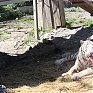 Зоопарк «Садгород»: Как животные к жаре приспосабливаются
