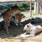 Зоопарк «Садгород»: Как животные к жаре приспосабливаются