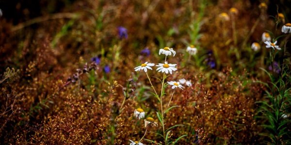Первый день осени во Владивостоке пройдет без осадков