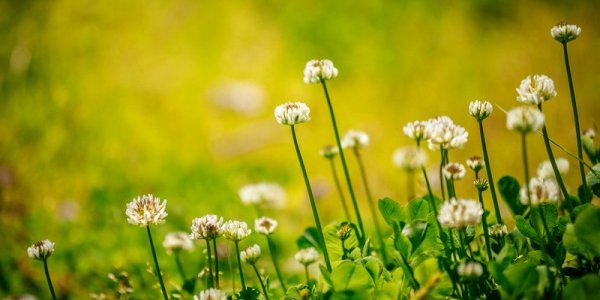 Переменчивая погода сохранится в Приморье до конца недели