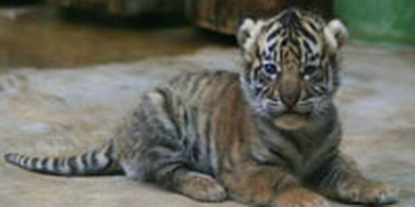 Китаец пытался вывезти из Приморья скелет тигренка (ФОТО)