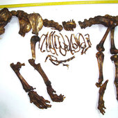 Китаец пытался вывезти из Приморья скелет тигренка (ФОТО)
