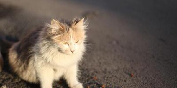 В первые выходные весны жителей Приморья ждет спокойная и солнечная погода