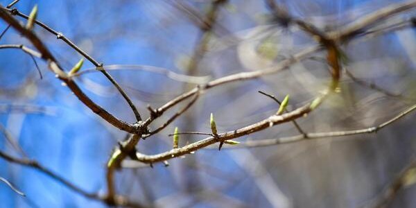 Синоптики уточнили прогноз погоды на первые весенние выходные в Приморье