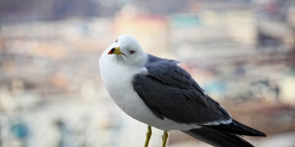 В Приморье сохраняется ветреная и облачная погода