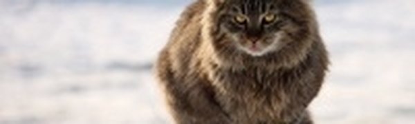 Человечество пропадет без кошек