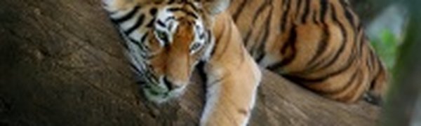 Туристы подверглись нападению восьми тигров в Китае