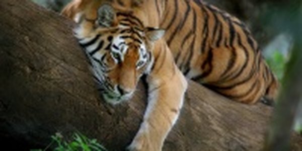 Туристы подверглись нападению восьми тигров в Китае