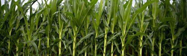 В Хабаровском крае введён режим ЧС из-за паводка