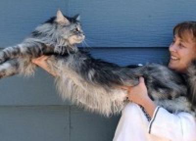Самый длинный кот живет в Америке