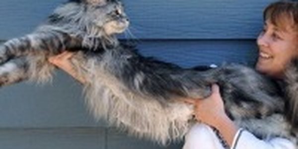 Самый длинный кот живет в Америке