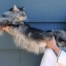 Самый длинный кот живет в Америке