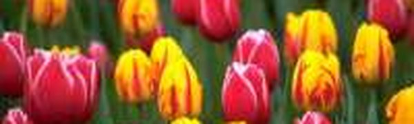Во Владивостоке зацветут тюльпаны