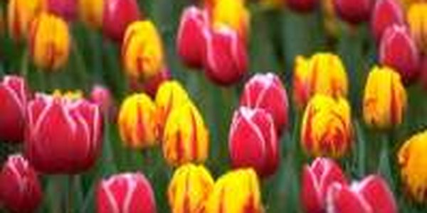 Во Владивостоке зацветут тюльпаны