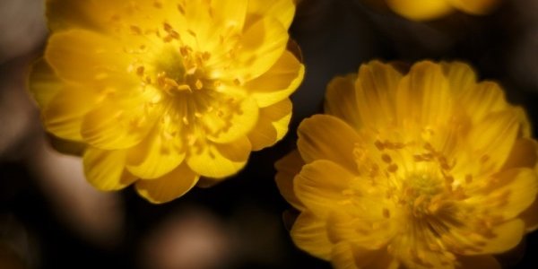 В конце марта ясная и тёплая погода в Приморье сменится дождями