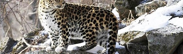 В Приморье начал работу первый в стране экотоннель