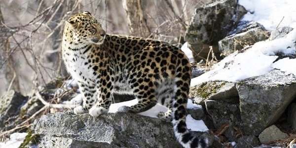 В Приморье начал работу первый в стране экотоннель