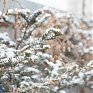 В выходные дни в Приморье вновь выпал снег