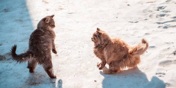 Вторая декада декабря в Приморье выдалась экстремально холодной и снежной