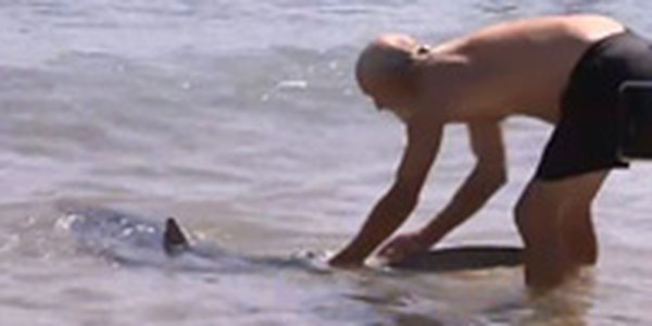 Поборовшего акулу туриста уволили с работы