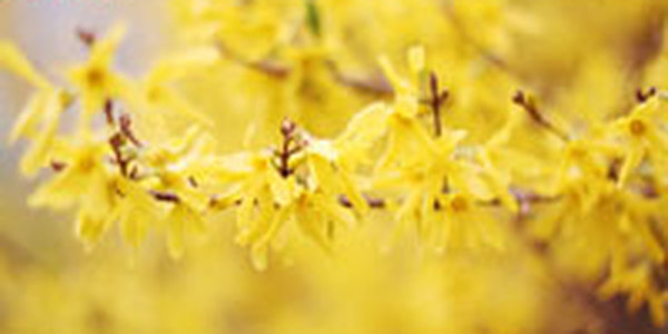 Облачный массив охватил Приморье