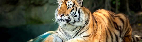 Количество тигров увеличилось впервые за 100 лет