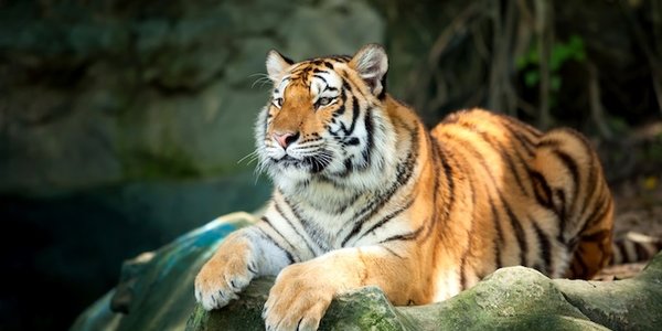 Количество тигров увеличилось впервые за 100 лет