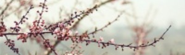 Яблони и смородина зацветут «по расписанию»