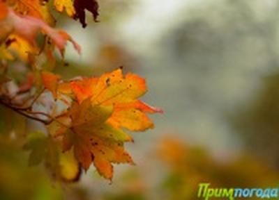 Октябрьские проводы золотой осени. Каким оказался этот месяц в Приморье?