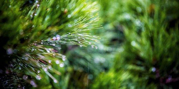 Во Владивостоке в четверг пройдёт дождь