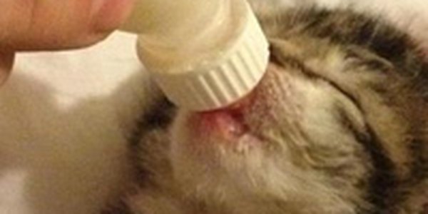 Мусорщики спасли котенка