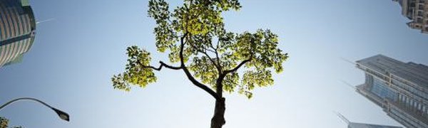 Деревья могут спасти города от грязного воздуха