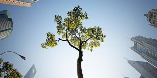 Деревья могут спасти города от грязного воздуха