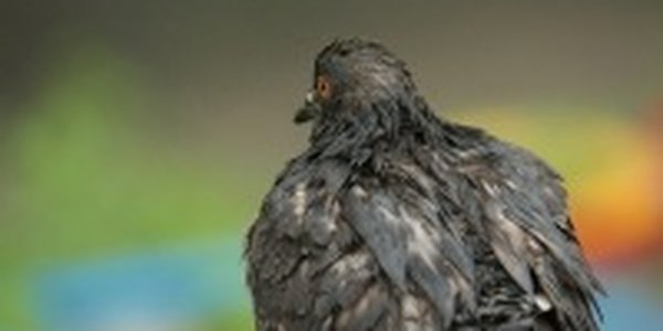  Летний воскресный дождь(ФОТО)