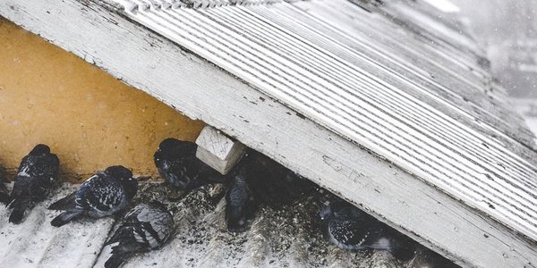 Четыре села в Приморье остались без электроэнергии из-за непогоды