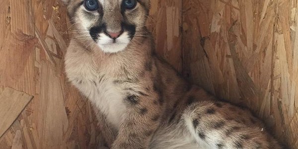 В Приморье поселилась семья канадских пум