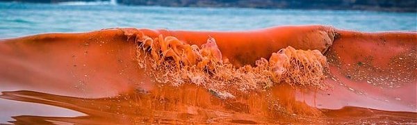 Залив Петра Великого в Приморье окрасился в оранжевый цвет