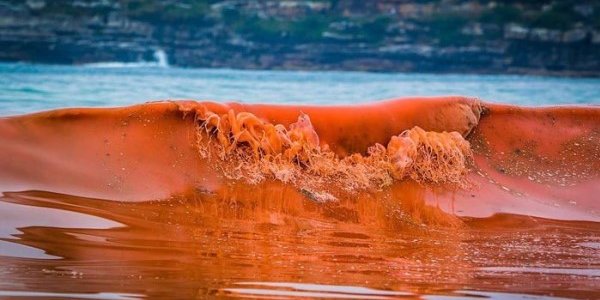 Залив Петра Великого в Приморье окрасился в оранжевый цвет