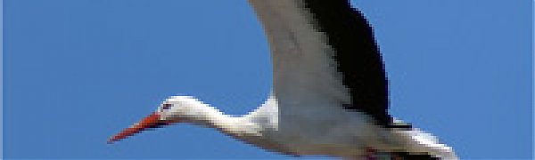 Польские аисты голодают из-за морозов