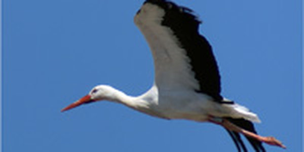 Польские аисты голодают из-за морозов