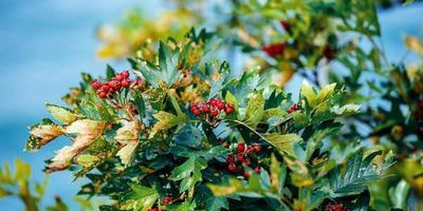 Первые выходные октября в Приморье порадуют высокими температурами 