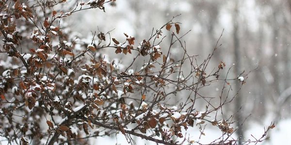 В конце рабочей недели в Приморье ожидается снег