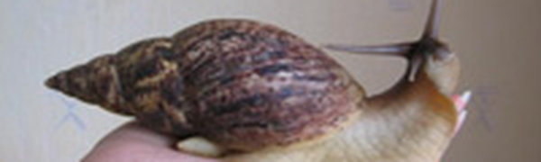 Власти Австралии уничтожили угрожавшую фермерам гигантскую улитку